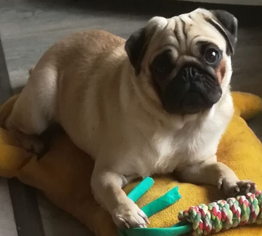 Ultime decision de la gloire de febus De L'Ouche Des P'tites Muses