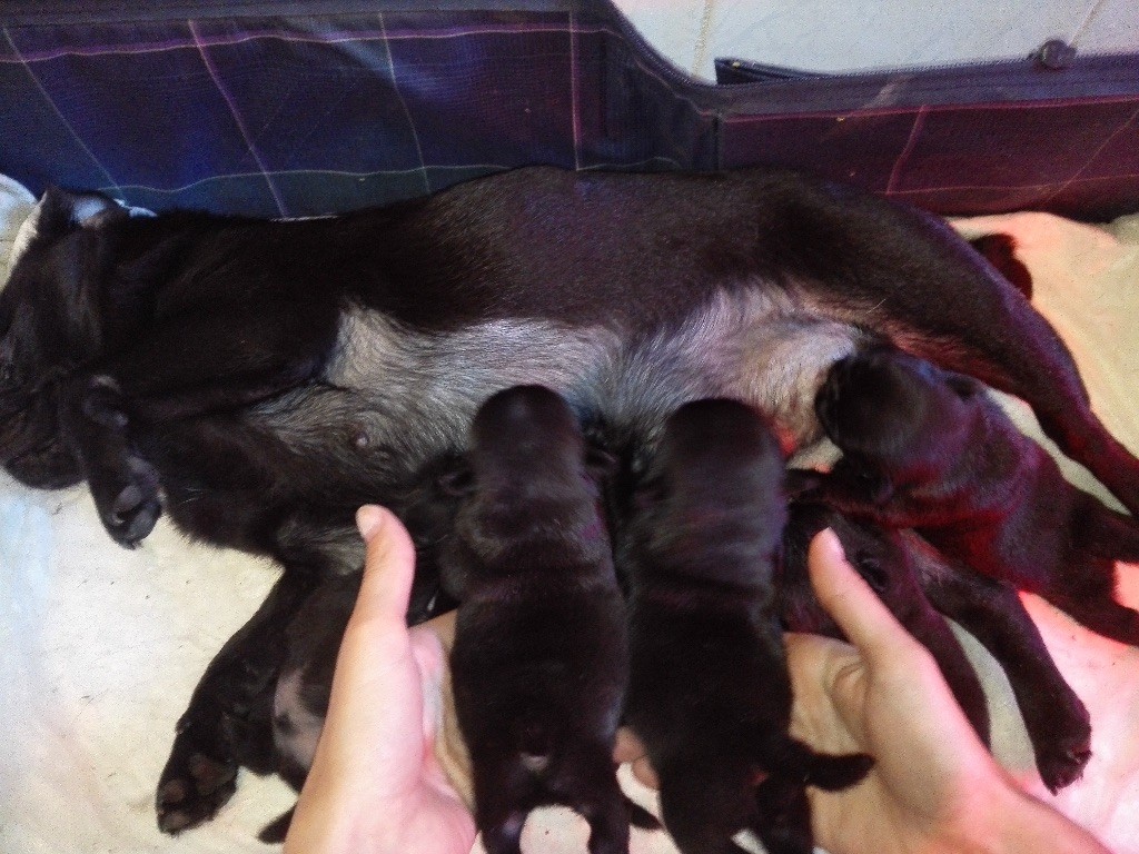Portée Aout 2018 (Chiots <1mois)