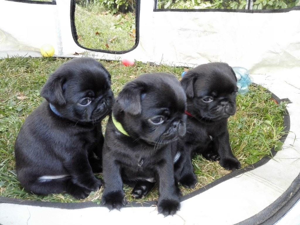 Portée Aout 2018 (Chiots >1mois)